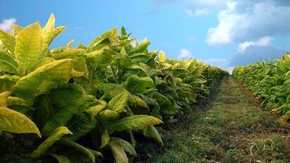 Everything to know about Tobacco 