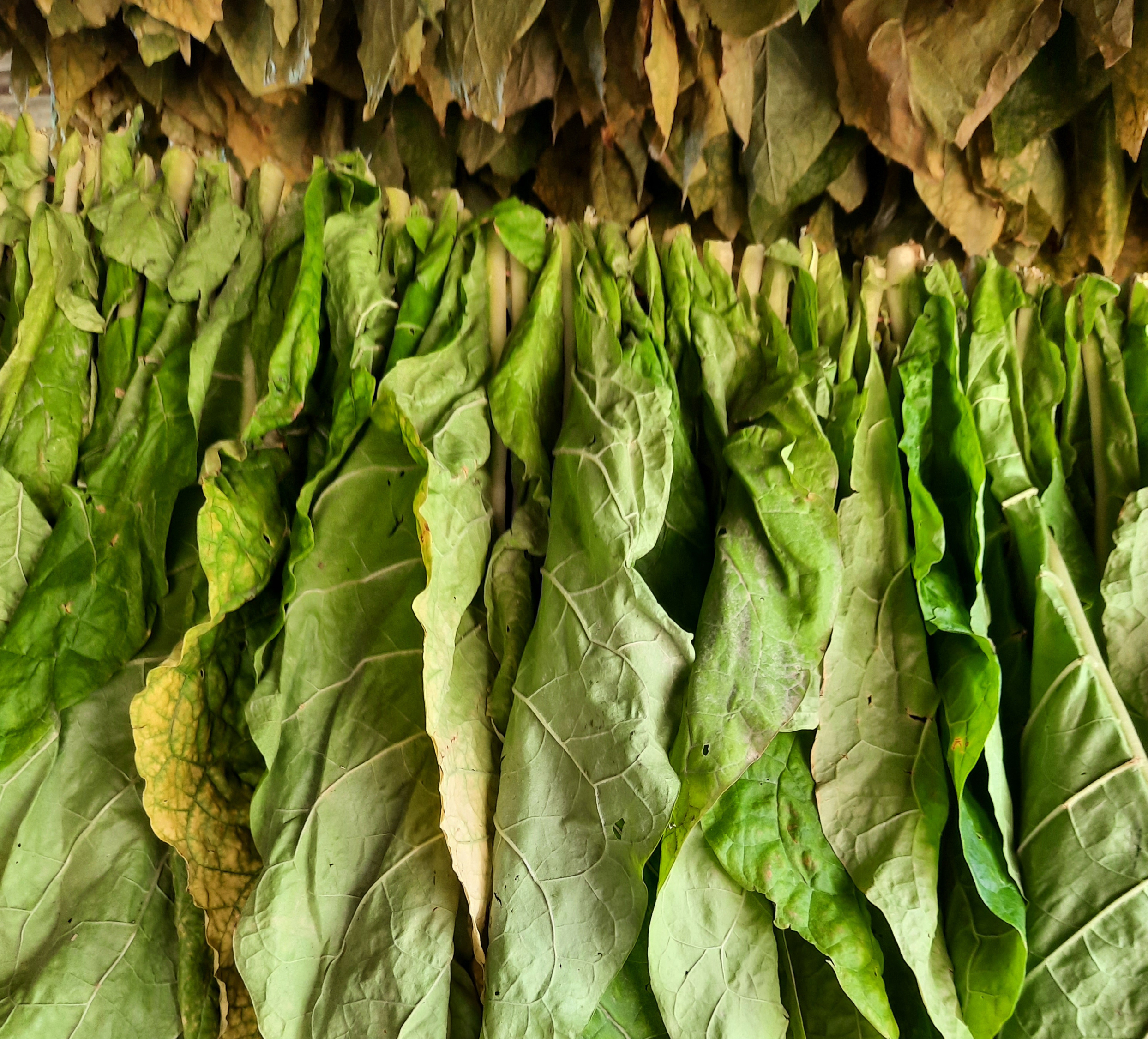 Tobacco Leaves